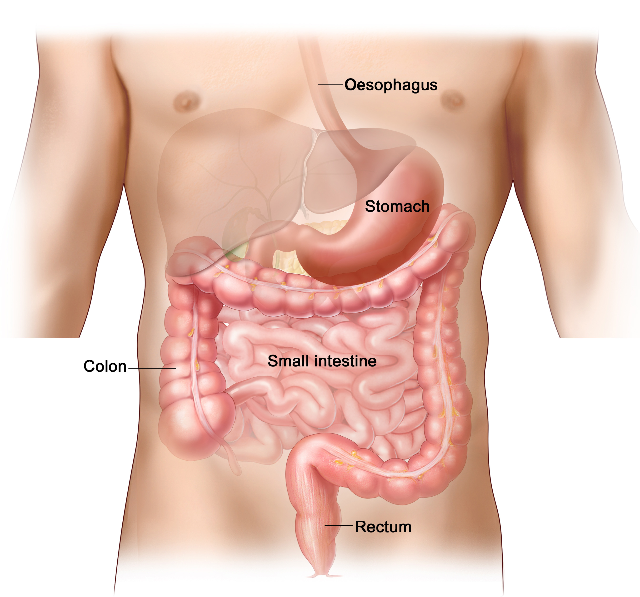 Sri Santhi Hospitals